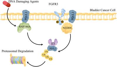 Frontiers | E3 Ubiquitin Ligases And Deubiquitinases In Bladder Cancer ...